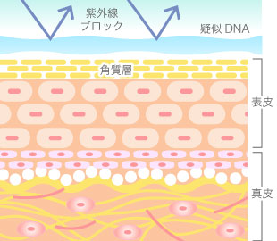 DNAプロテクトが紫外線をブロック